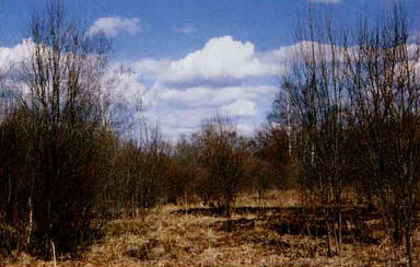 Полуфильтр Cokin Gradual Y2 P133 оттеняет нижнюю часть пейзажа.