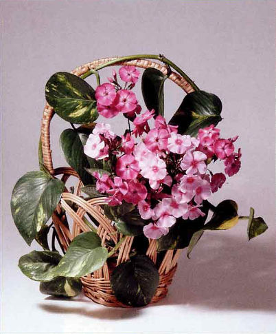 Корзинка с флоксами. Натюрморт (фото: Юрий Родин). Камера Mamiya RB-67, объектив 180 мм, диафрагма f/22, выдержка 1 с, пленка Kodak Ektachrome 160T Professional.