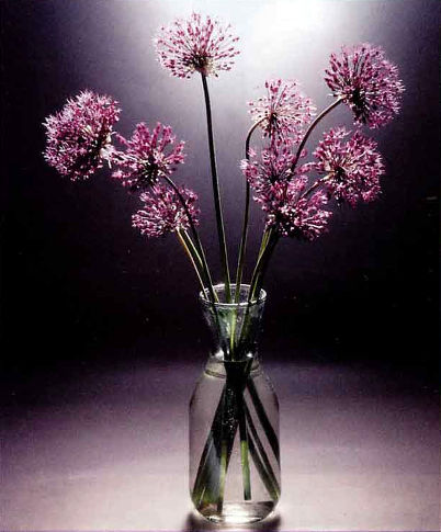 Букет цветов лука в стеклянной вазе. Натюрморт (фото: Юрий Родин). Камера Mamiya RB-67, объектив 180 мм, пленка Kodak Ektachrome 160T Professional.