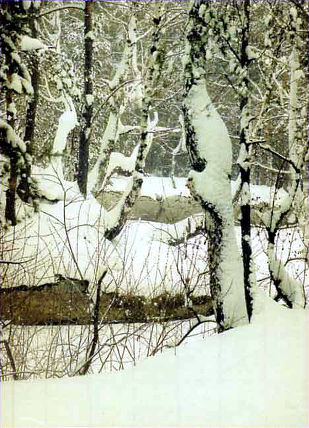 Пейзаж. Бурелом в зимнем лесу.