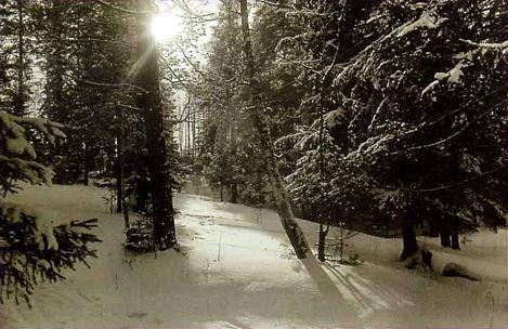 Пейзаж. Солнце в зимнем лесу.