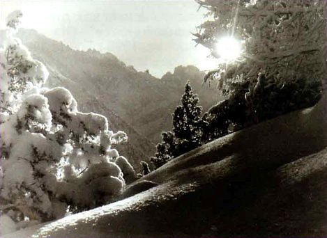 Зимний пейзаж. Заснеженный лес в горах.