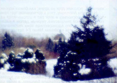 Пейзаж. Зимний парк.