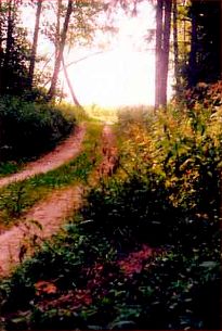 Композиция фотографии. Лесная дорога. Располагать в кадре дорогу как на фото 1 нецелесообразно.