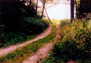 Композиция фотографии. Лесная дорога. В расположении дороги как на фото 2 просматривается какая-то неустроенность. Дороги как бы „выползает“ из угла кадра.