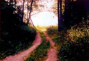 Композиция фотографии. Лесная дорога. На фото 3 дорога смотрится вполне естественно и гармонично.