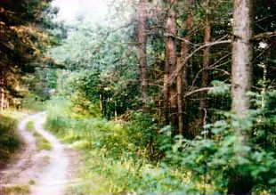 Композиция фотографии. Лесная дорога. В расположении дороги как на фото 4 просматривается какая-то неустроенность. Дороги как бы „выползает“ из угла кадра.