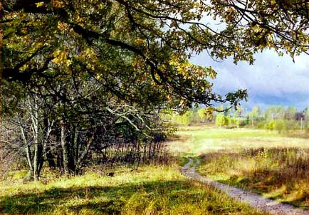 Композиция фотографии. Наглядный пример, когда можно пренебречь правилами выполнения сюжета с тропинкой (она неприметно и скромно помещена в правом уголке кадра), но введение в кадр мощных ветвей дуба требует, зовет зрителя отправиться в путь, за горизонт.