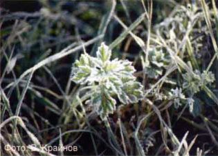 Фото. В. Крайнова, камера Contax 167MT. Фото. В. Крайнова, камера Contax 167 MT.