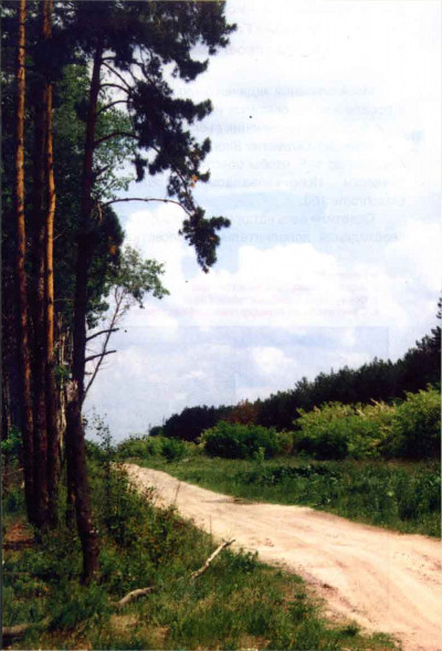 Фото 4. Пример того, как окаймленная по обеим сторонам зеленью дорога приобрела теплый пурпурный оттенок.