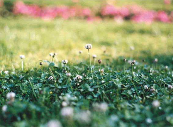 Клевер. Объектив Summilux-M 50 мм f/1,4; экспозиция 1/1000 с, f/2.