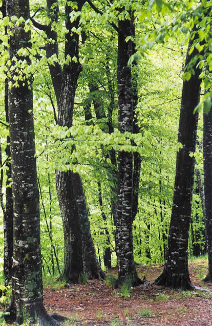 Весенние буки (фото: Владимир Романенко). Камера Зоркий-4, объектив Юпитер-8 50 мм f/4, 1/4 с, пленка Agfa HDC 100.