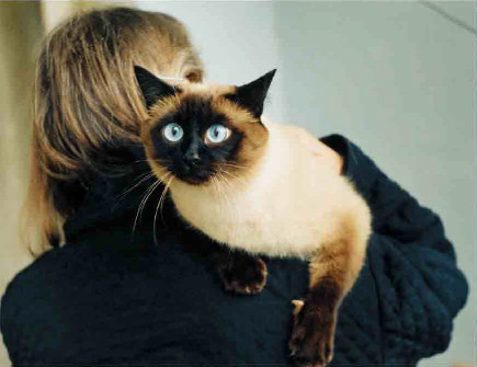 Котофеич (фото: Владимир Романенко). Камера Зоркий-4, объектив Юпитер-8 50 мм f/2, 1/60 с, пленка Agfa HDC 100.