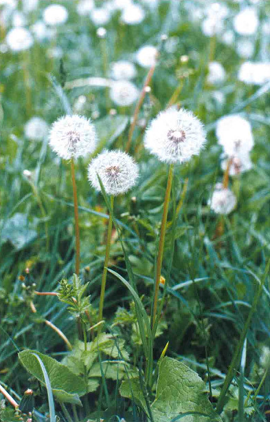 Одуванчики (фото: Владимир Романенко). Камера Зоркий-4, объектив Юпитер-8 50 мм f/16, 1/60 с, пленка Agfa HDC 100.