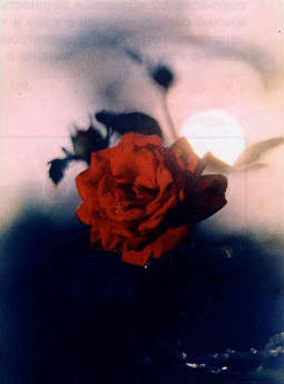 Роза на фоне солнца была подсвечена зеркалом и снята на полностью открытой диафрагме. При более коротком расстоянии до цветка результат съемки мог быть лучше.