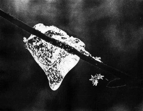 Ледышка в лесу (фото: Анатолий Жовинский). Пленка ФН-400.